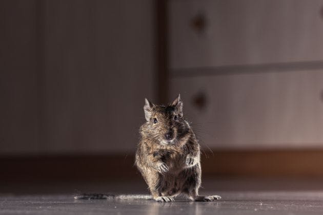 What Long-Term Measures Keep Rodents Away From Homes?