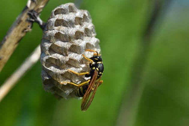 How Do I Keep My Garden Safe After Wasp Removal?