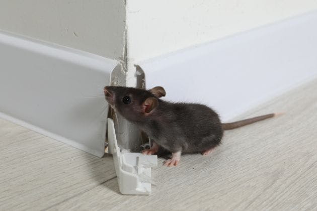 Mouse Infestation Signs: How to Spot Mice in Your Home