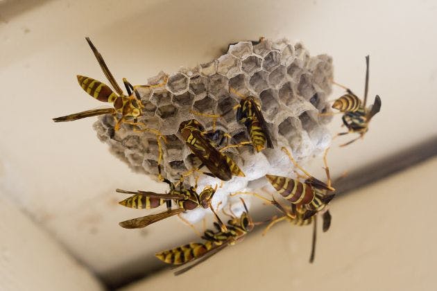 Wasp Nest in the Loft: What to Do (and What Not To)