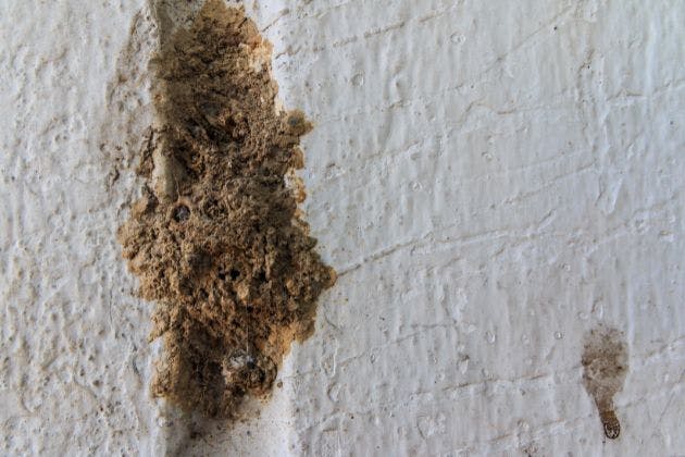 Wasp Nest in a Wall Cavity: Signs, Risks & Next Steps
