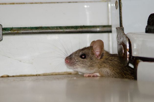 Signs of Rats in Your Loft (and How to Act Safely)