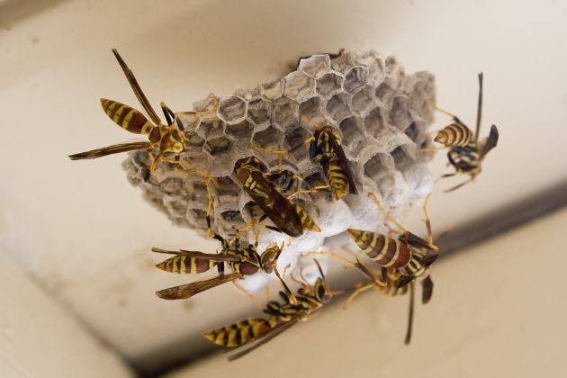 Wasp Nest in the Loft: What to Do (and What to Avoid)