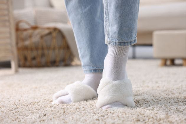 Carpet beetle larvae: how to spot them and stop damage