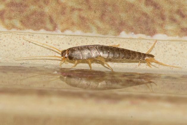 Silverfish in bathroom: causes, risks and proven fixes