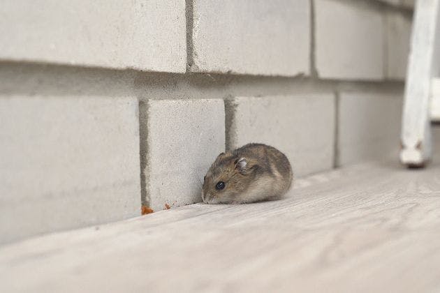 Signs of mice in walls and what to do next safely