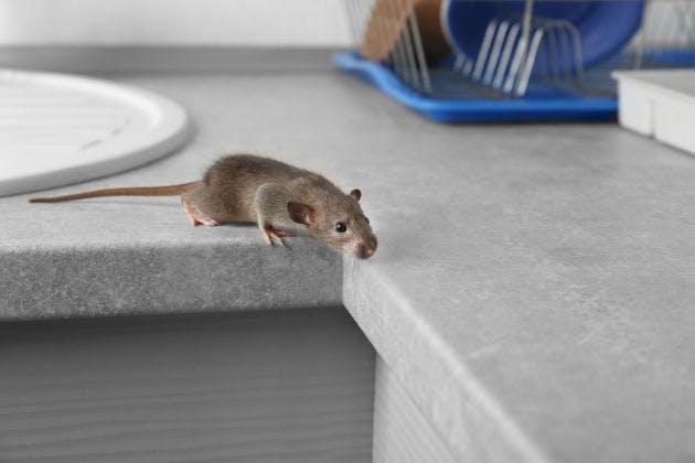 How to find where mice are getting into your house