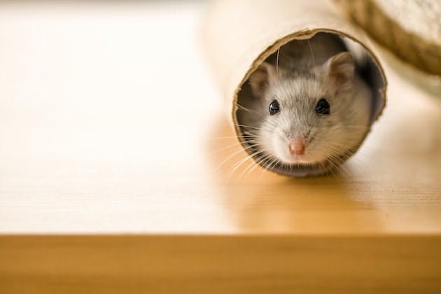 Tips to protect your home against rodents