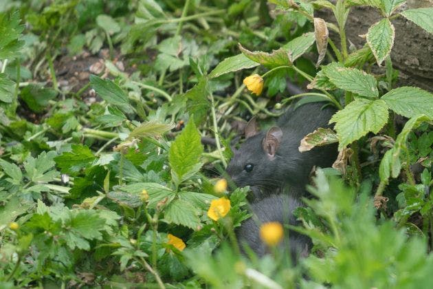What Attracts Rats to Gardens (and How to Reduce It)
