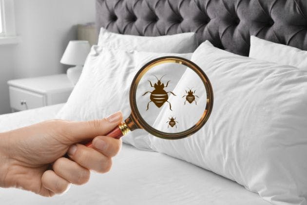 Bed Bugs in a Flat: How They Spread Between Neighbours