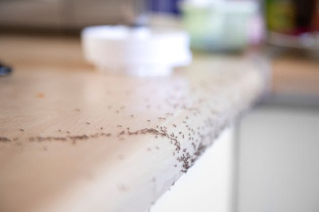 Ants in the Kitchen: Find the Trail and Stop Reinfestation