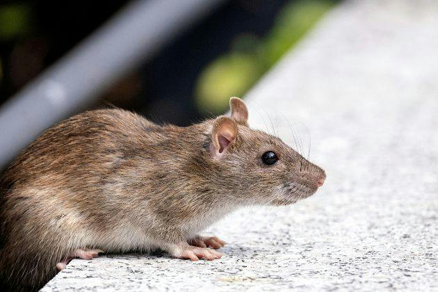 Signs of Rats Under a Deck or Shed (and What to Do)
