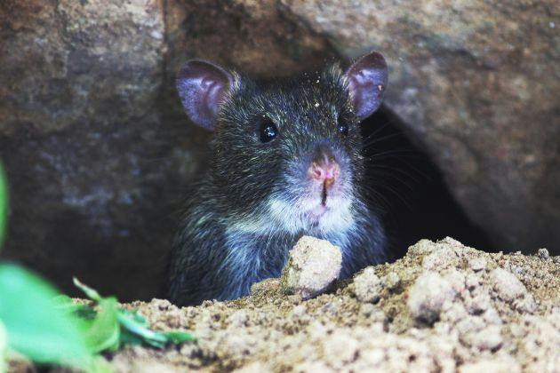 Rat Burrows in the Garden: How to Spot and What to Do