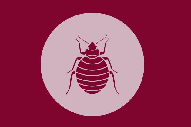Fleas and Bedbugs